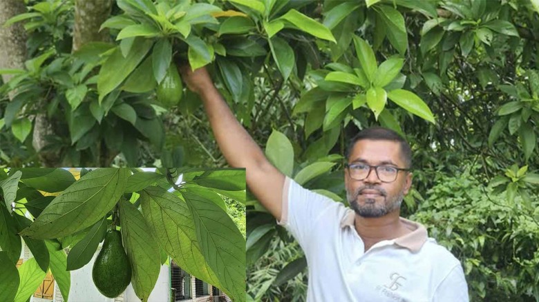 নড়াইলে বাণিজ্যিকভাবে অ্যাভোকাডো ফলের চাষ।