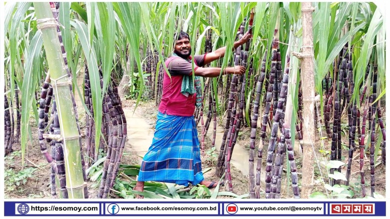 আখ চাষ করে ভাগ্য বদলের পথে পাঁচবিবির সাবেক সেনা সদস্য।