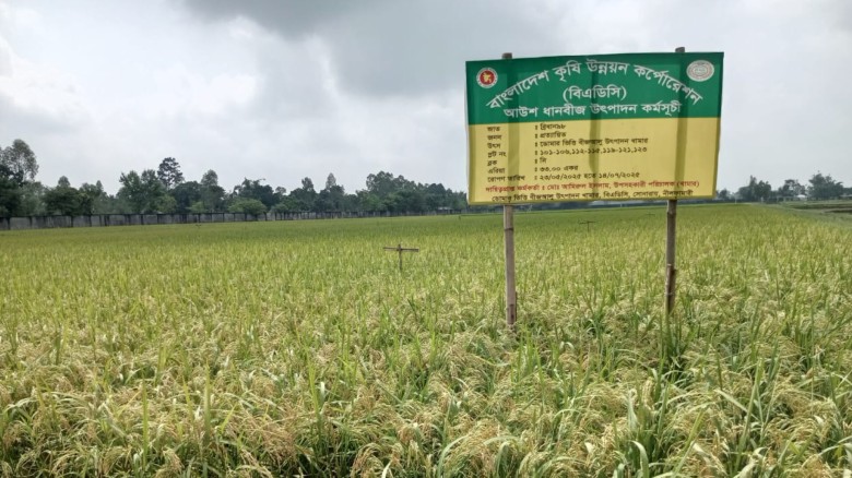 ডোমার বিএডিসি খামারে আউশের বাম্পার ফলন