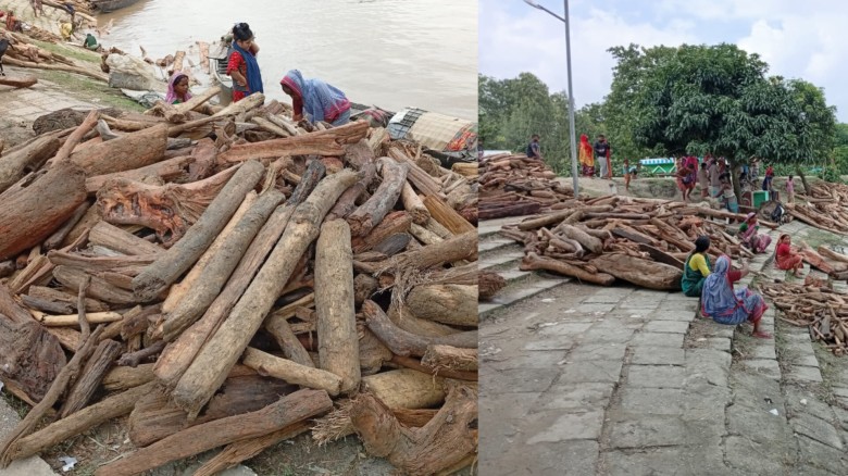চিলমারীতে ভারত থেকে ভেসে আসা কাঠের সঙ্গে আসছে সাপও, আতঙ্কে ব